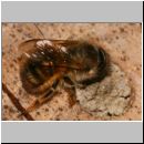 Osmia bicornis - Rote Mauerbiene w03 11mm beim Nestverschluss.jpg